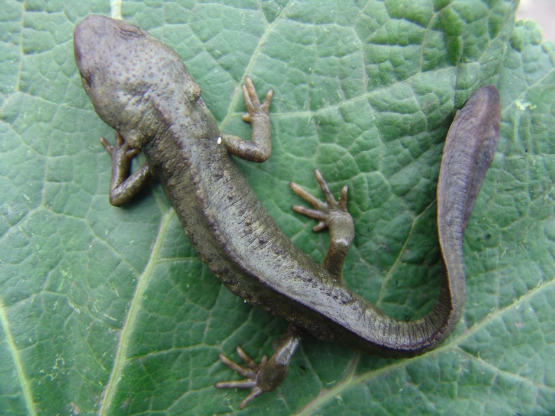 龙里瘰螈 Paramesotriton longliensis Li，Tian，Gu